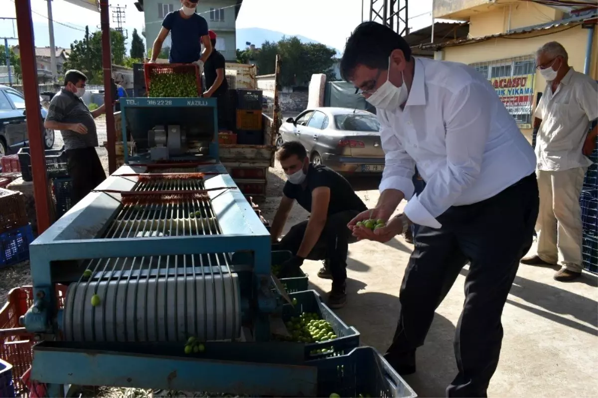 Başkan İnal, zeytin üreticilerini yalnız bırakmadı