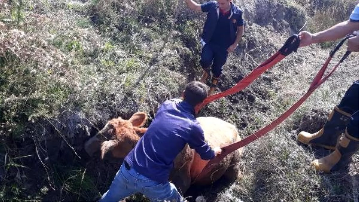 Bataklığa saplanan inek, iş makinesiyle kurtarıldı