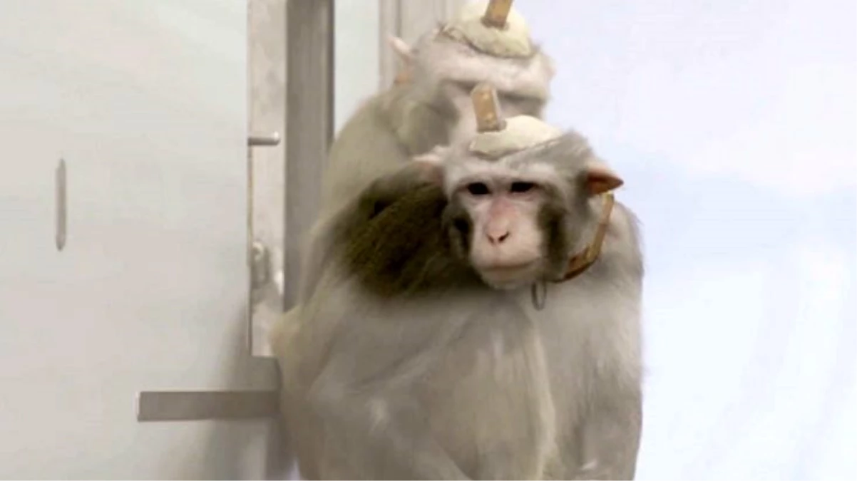 Bilim insanları, denek olarak kullandığı maymunların kafasını matkapla delip beton döküyor