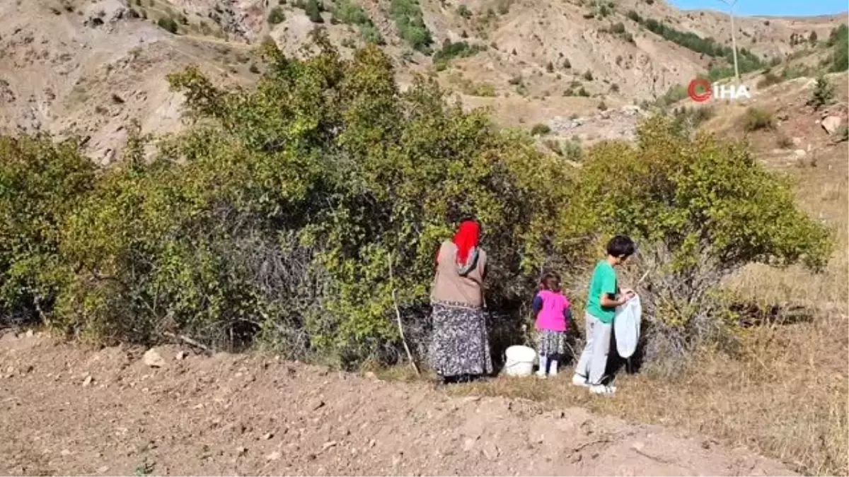 Daldan kavanoza kuşburnunun hikayesi