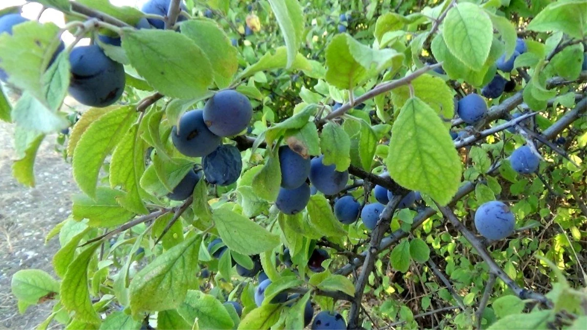 Güvem eriğinin faydaları saymakla bitmiyor