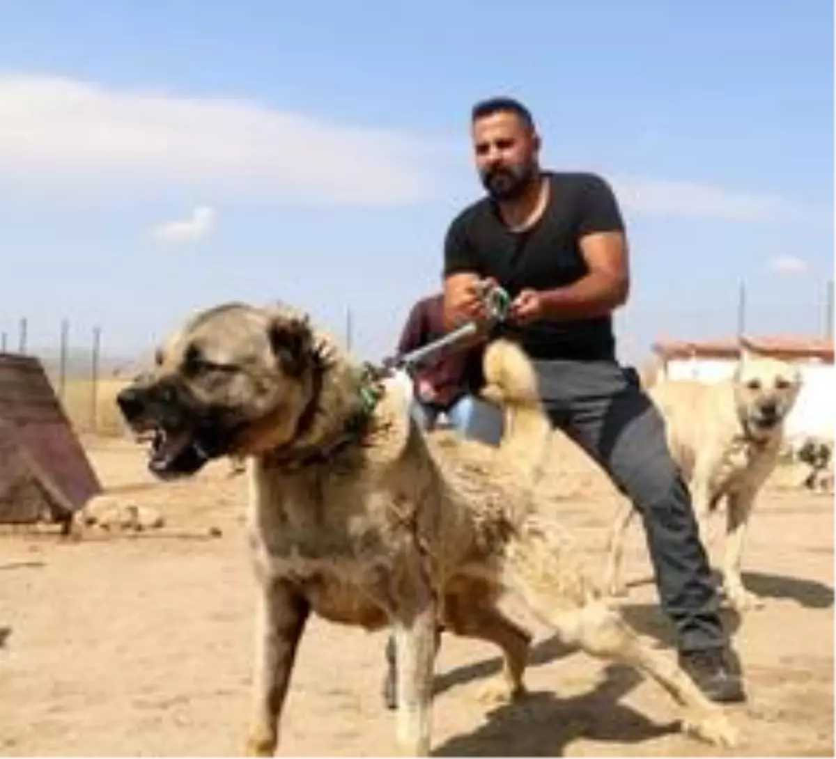 PÖH\'ün yanında görev alacak kangallar, vatan görevi için hazır