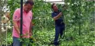 Alanya'da passiflora bahçesi kuran gurbetçi, 15 dekardan yılda 1,5 milyon lira kazanacak
