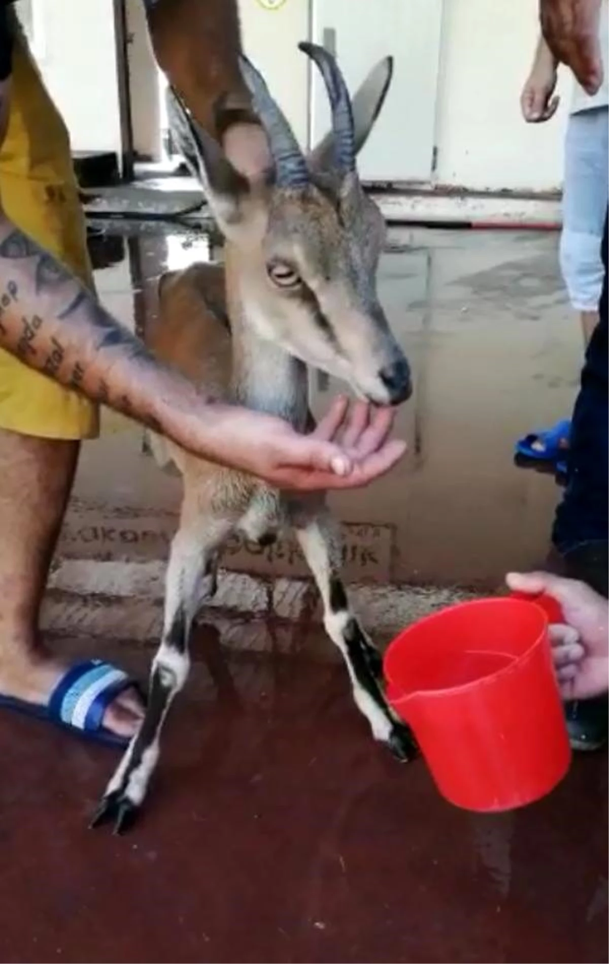 Balık mezadında yavru yaban keçisi sürprizi