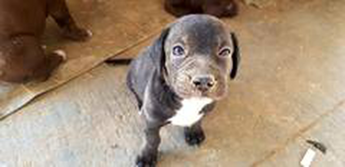 Boru içine sıkışan yavru köpek kurtarıldı