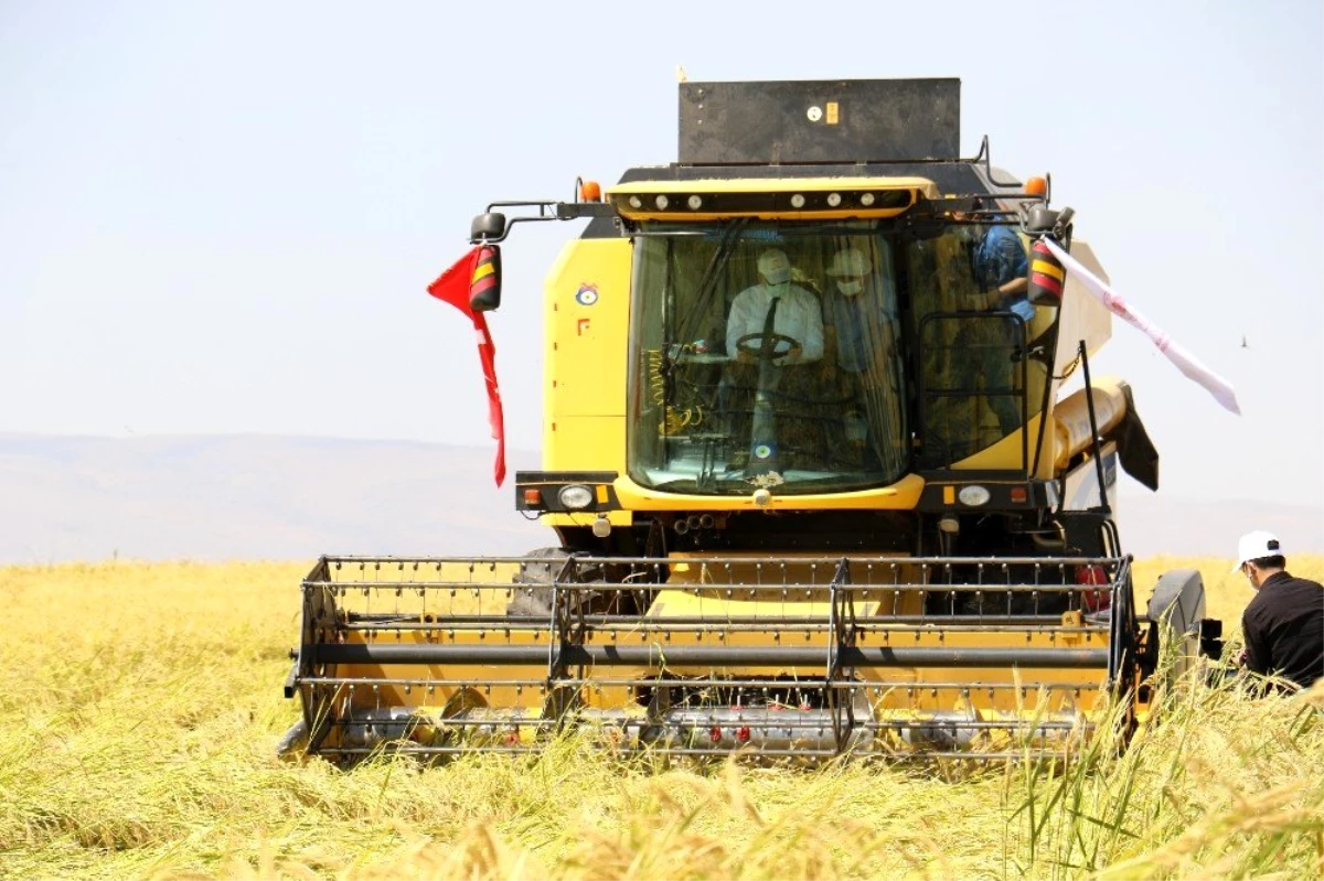 Diyarbakır\'da tescilli Karacadağ Pirinci hasadı başladı