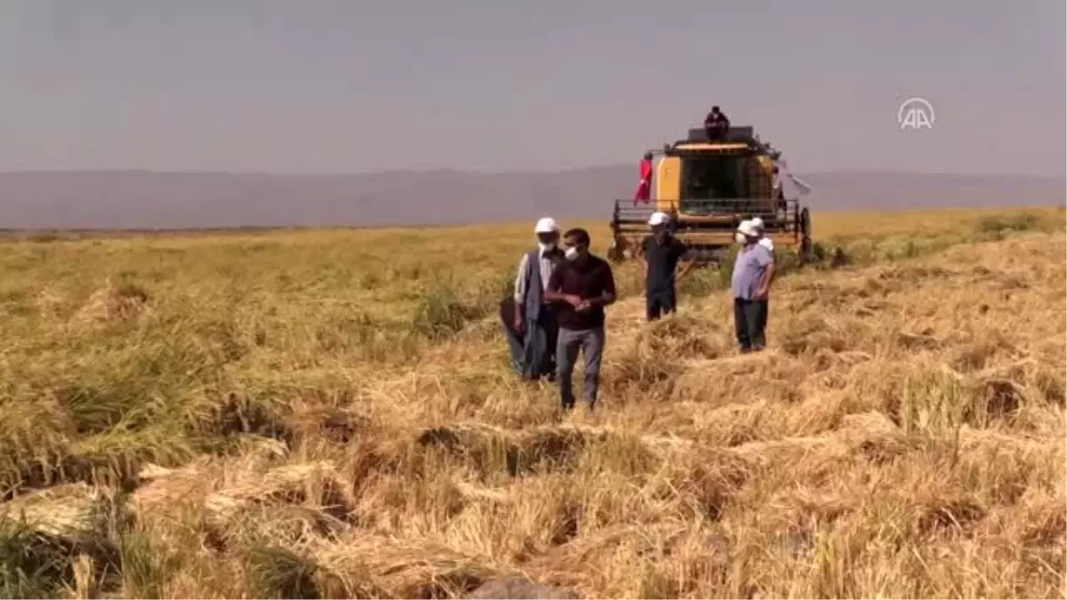 Diyarbakır\'ın tescilli Karacadağ pirincinde hasat başladı