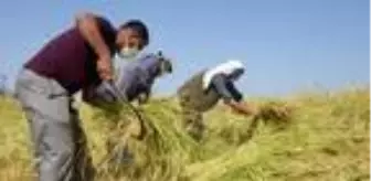Karacadağ pirincinin ilk hasadı yapıldı