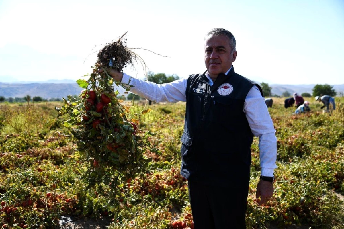 Kayseri\'de yetiştirilen salçalık domatesler Türkiye\'ye dağılıyor