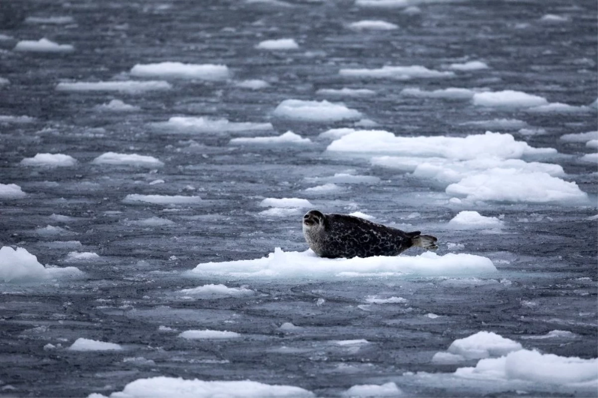 Kuzey Kutbu buzullarında en düşük 2. seviye ölçüldü