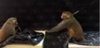 Yurda kaçak yollarla sokulan 'Rhesus' cinsi 2 maymun koruma altına alındı