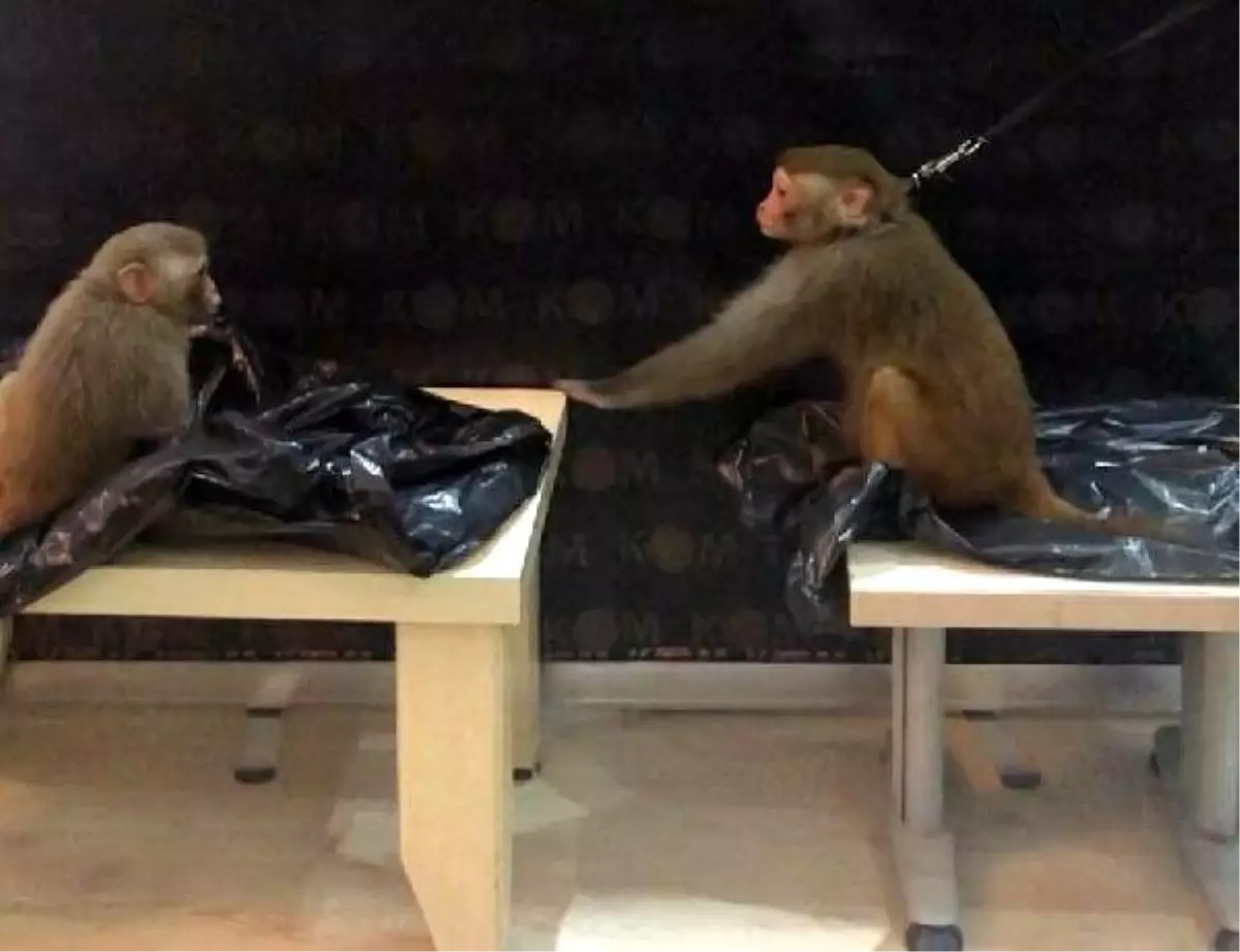 Yurda kaçak yollarla sokulan "Rhesus" cinsi 2 maymun koruma altına alındı