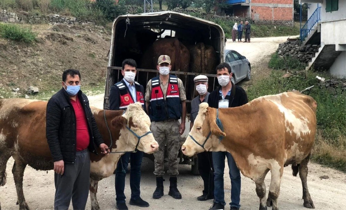 Ümitlerini kesmişken hayvanlarına kavuştular