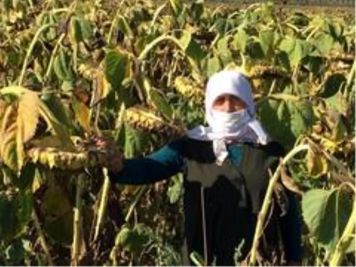 Yağlık ayçiçeği projesinde verimli hasat