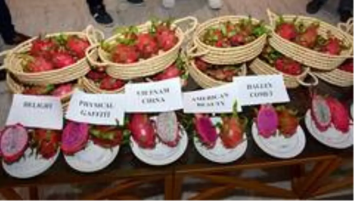 Antalya\'da üretilen pitaya meyvesine dış pazardan yoğun talep