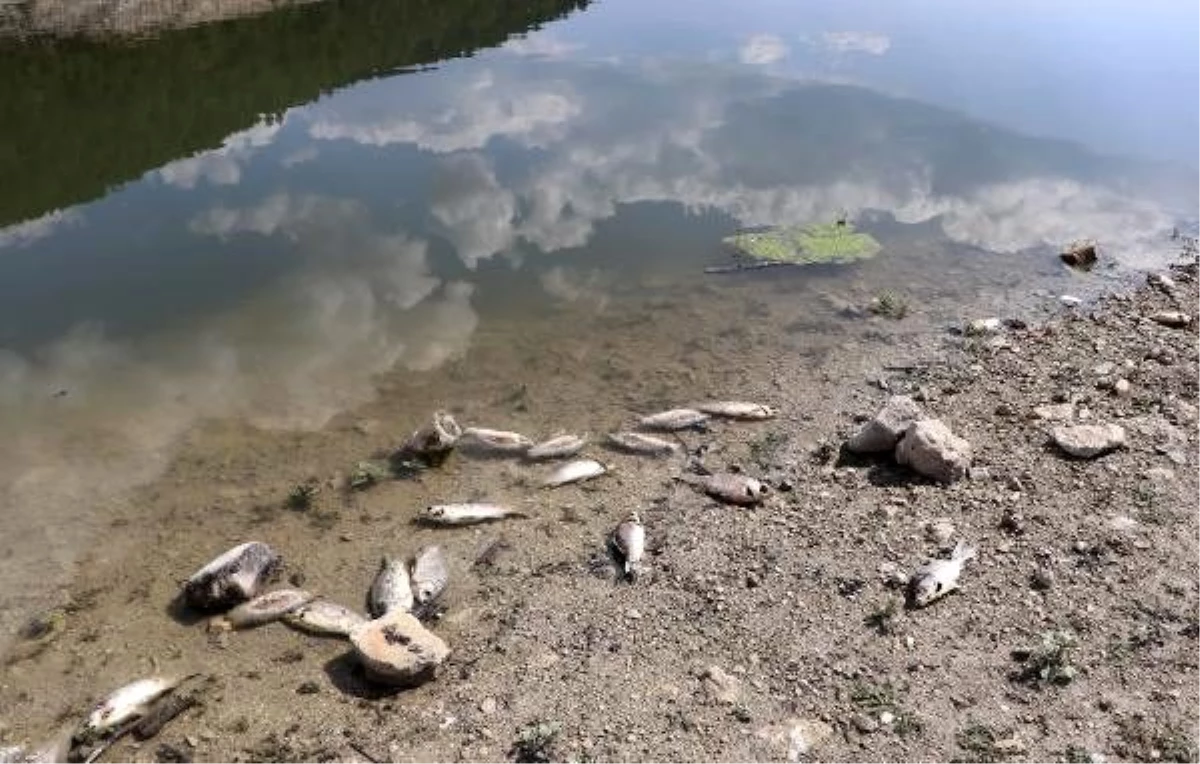 Baraj gölünde yüzlerce İsrail sazanı öldü, inceleme başlatıldı
