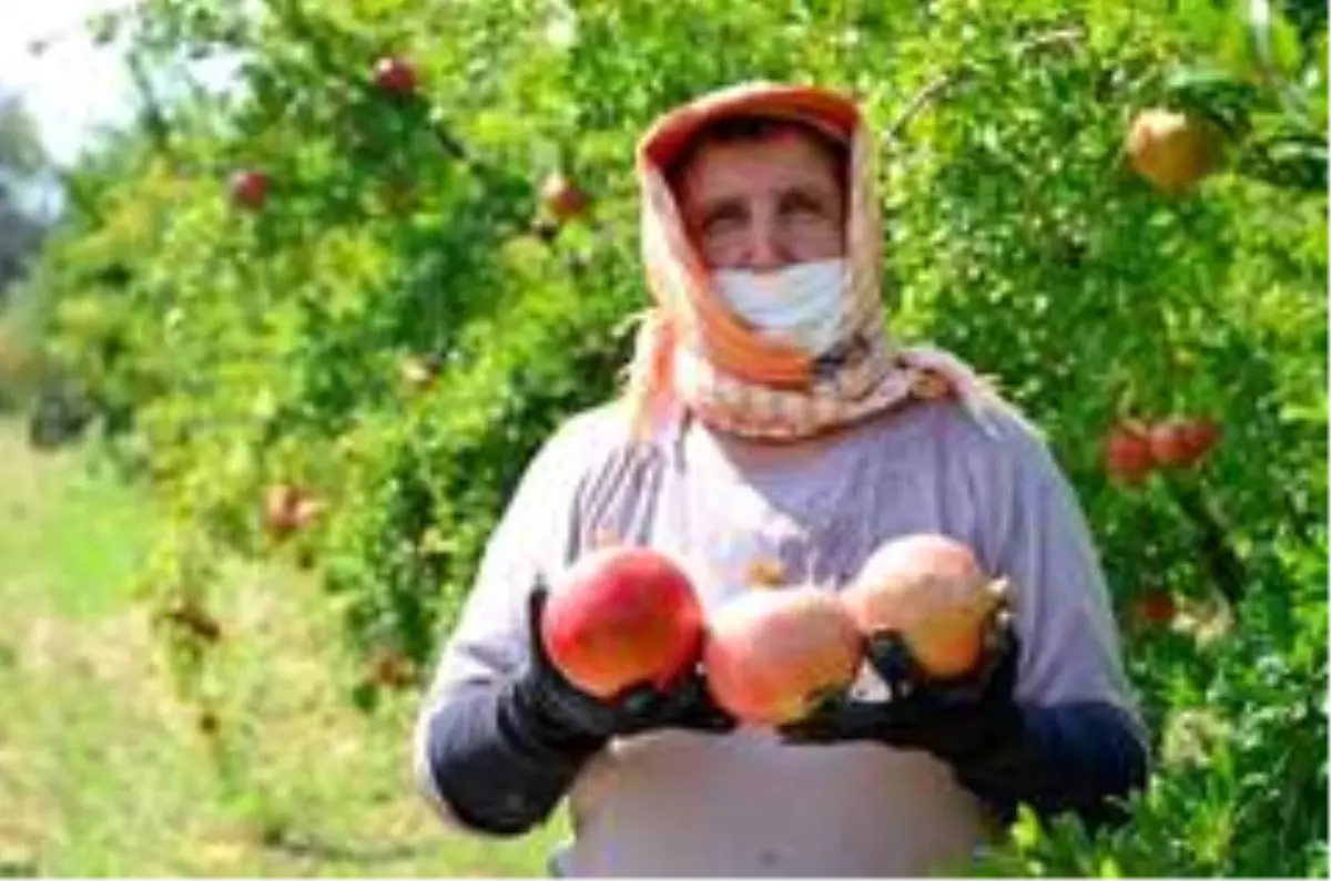 Denizlili narcılar hasada mutlu başladı