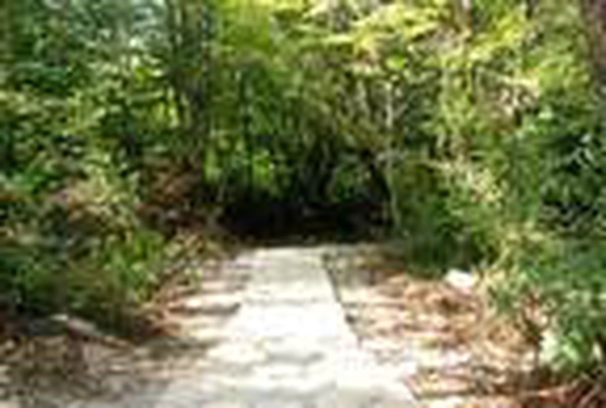 Amasra\'da, Gürcüoluk Mağarası Tabiat Parkı\'na yürüyüş yolu yapıldı