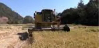 Karabük?te 450 dekara ekilen çeltiğin hasadı başladı