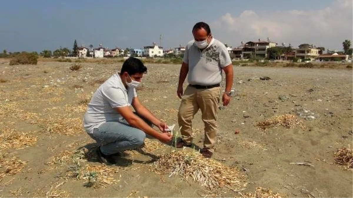 Kum zambaklarını koparanlara 73 bin TL ceza kesiliyor