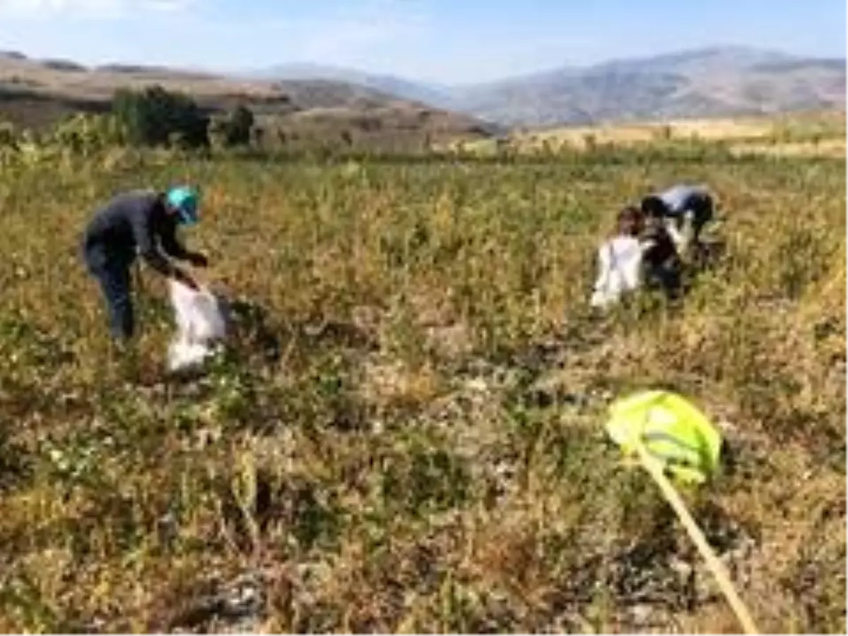 Şenkaya Belediyesi üniversite öğrencileri için patates ekti