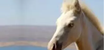 Siyah attan dünyaya gelen beyaz tay, görenleri şaşırtıyor