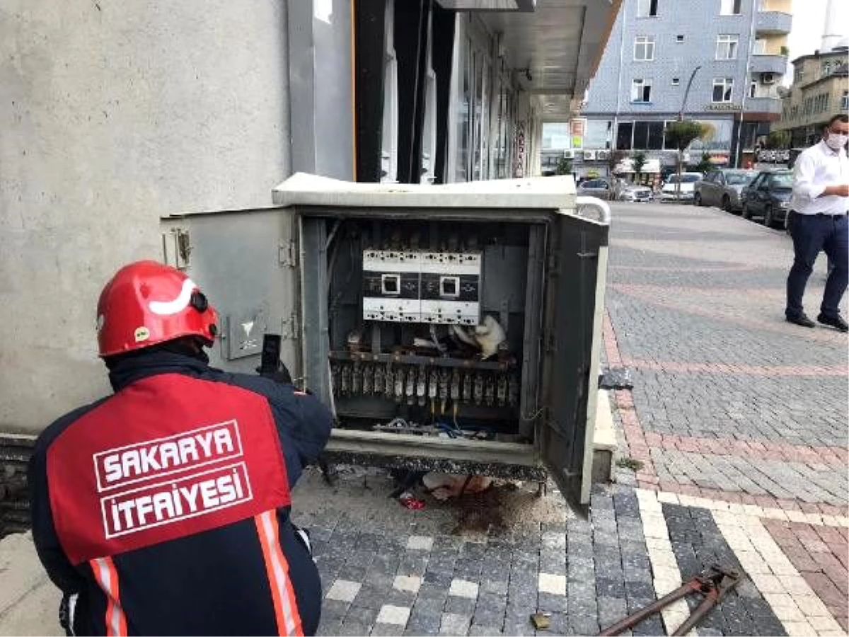 Trafoya giren kedi elektrik kesintisine neden oldu