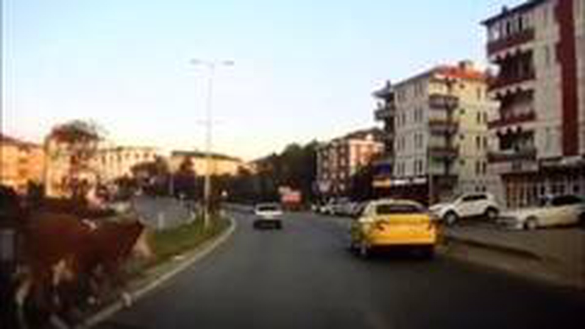 Son dakika! Yola fırlayan inekler kazaya sebep oluyordu