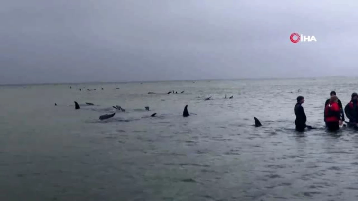 Avustralya, kıyıya vuran balina cesetlerini imha etmeyi planlıyor
