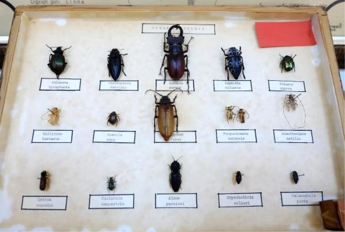 Çizgi filmlerin canavarı geyik böceği, koleksiyonda sergileniyor