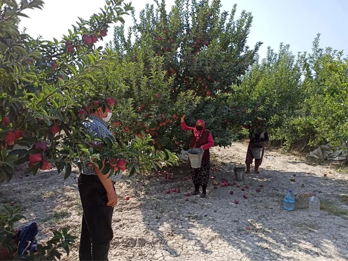 Eğirdir\'de 20 bin elma işçisi için pandemi denetimleri artırıldı