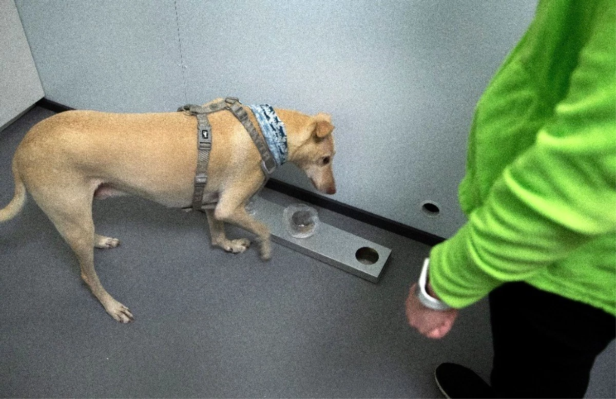 Helsinki Havalimanı\'nda Covid-19\'u tespit etmek için eğitimli köpekler kullanılacak