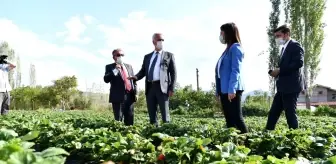 Isparta Aksu'da 500 ton çilek üretimi yapılıyor