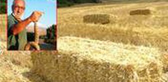 Korkusuz çiftçi, kendisine saldıran zehirli engerek yılanını elleriyle yakaladı