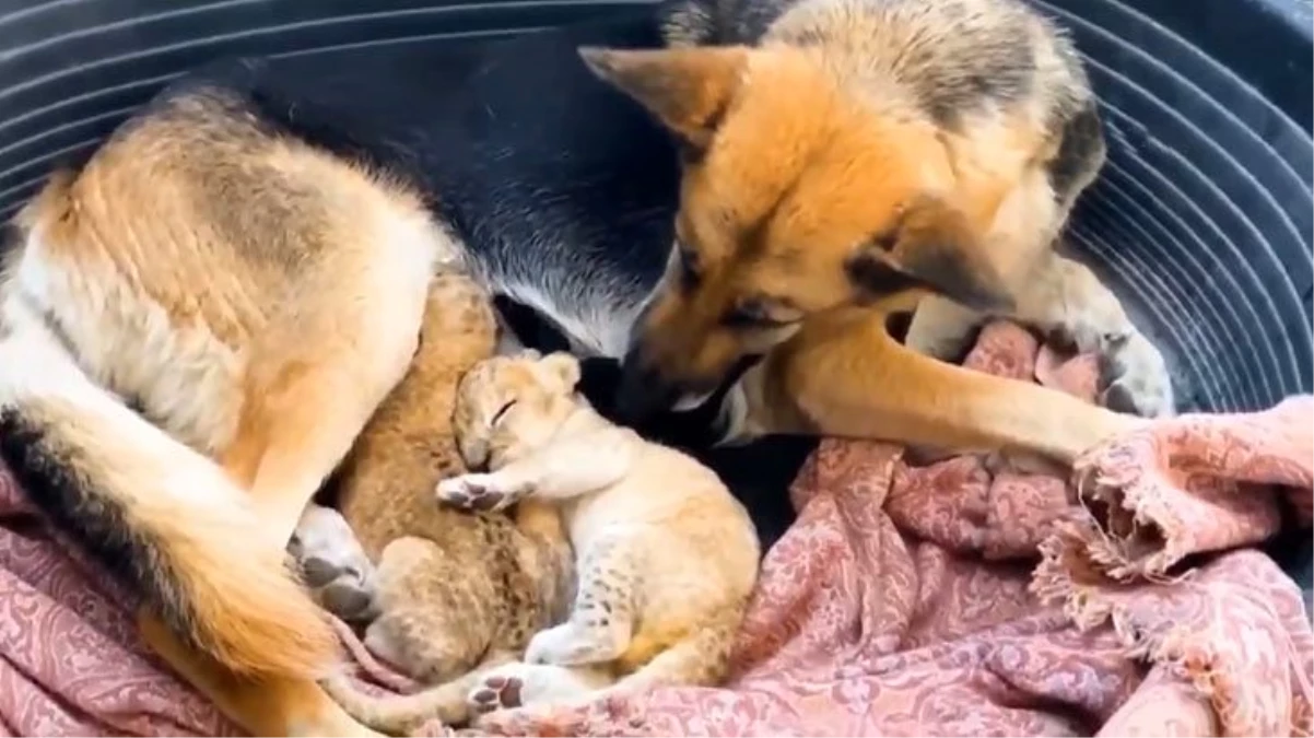 Terk edilen aslan yavrularına köpek annelik yapıyor