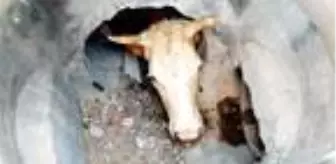 Yağmur suyu hattına düşen inek, kepçeyle kurtarıldı