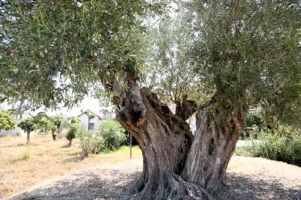 Dünyada yaşayan herkesten büyük! 1204 yaşındaki zeytin ağacı meyve vermeye devam ediyor