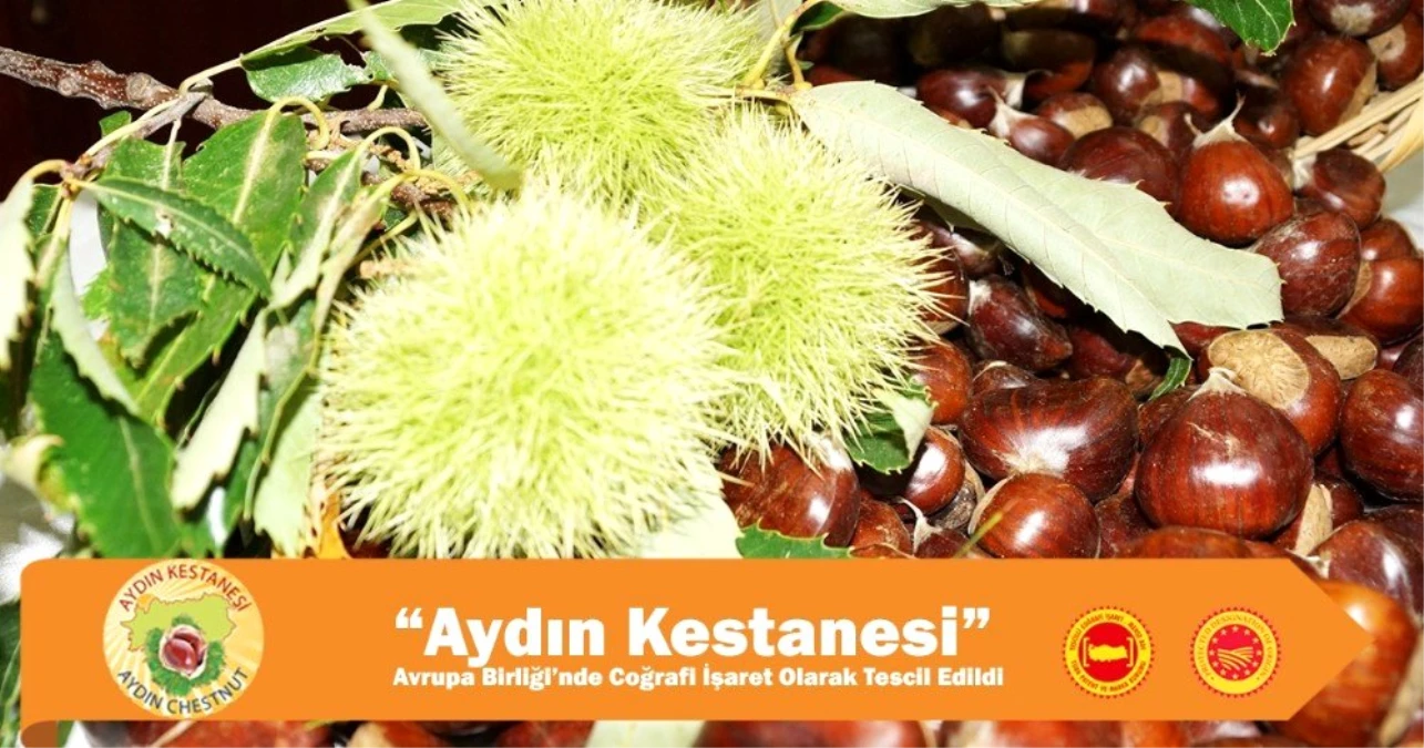 Aydın Kestanesi Avrupa Birliği\'nde Coğrafi İşaret olarak tescil edildi