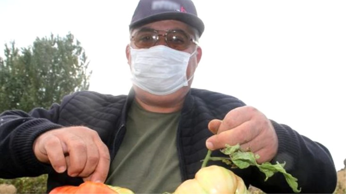 Beyşehirli çiftçi, hobi bahçesinde 1 kilograma ulaşan domates yetiştirdi