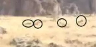 Erik toplamaya gitti, ayı ve yavruları saldırdı