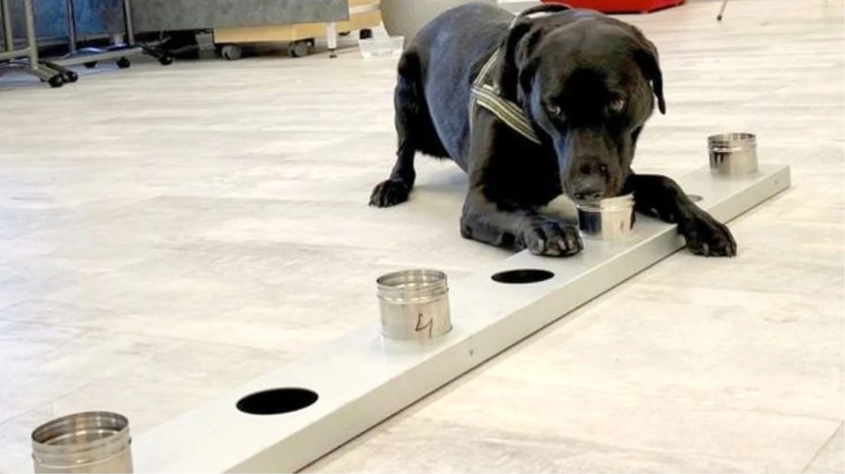 Helsinki Havalimanı\'nda koronavirüsü tespit eden köpekler göreve başladı