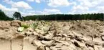 Kuraklığın vurduğu Edirne'de, son 91 yılın en yağışsız dönemi yaşanıyor