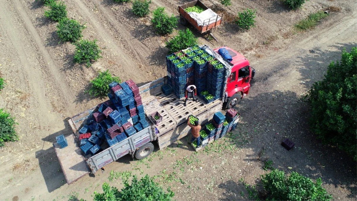 Sıcak hava ve poyrazın vurduğu limonda buruk hasat