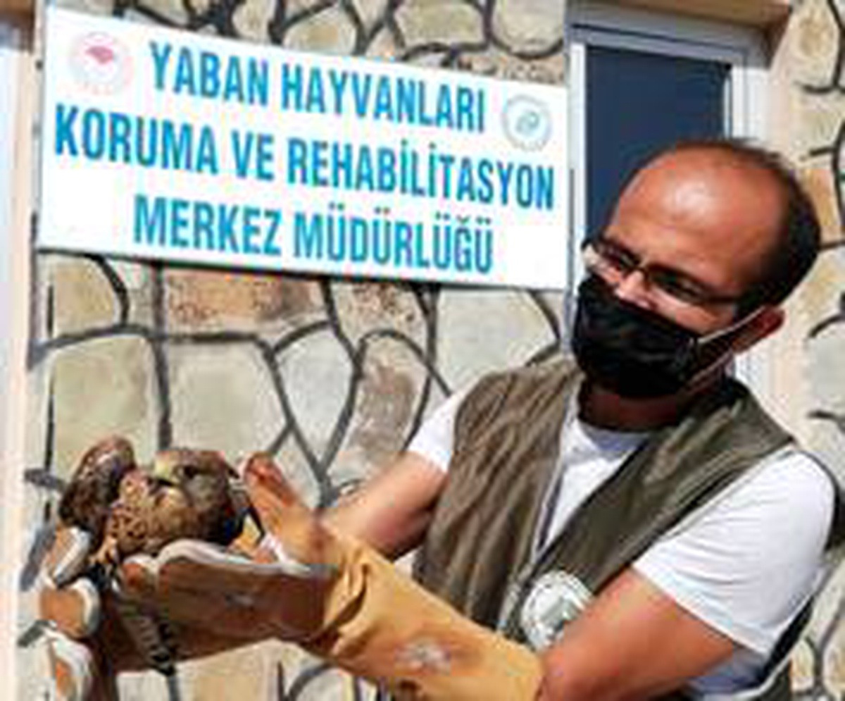 Yaralı kuşlar tedavi altına alındı