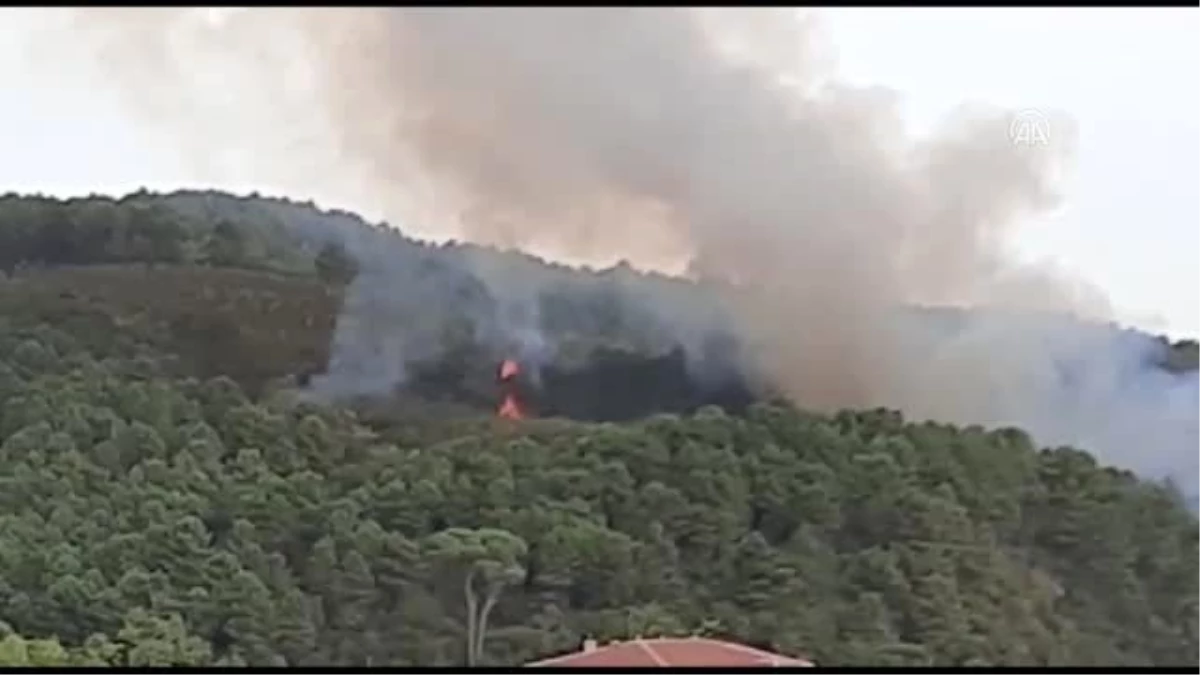 Beykoz\'da ormanlık alanda yangın
