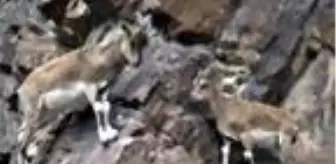 Çoruh Vadisi'ndeki dağ keçisi sürüsünün görüntüsü belgeselleri aratmadı