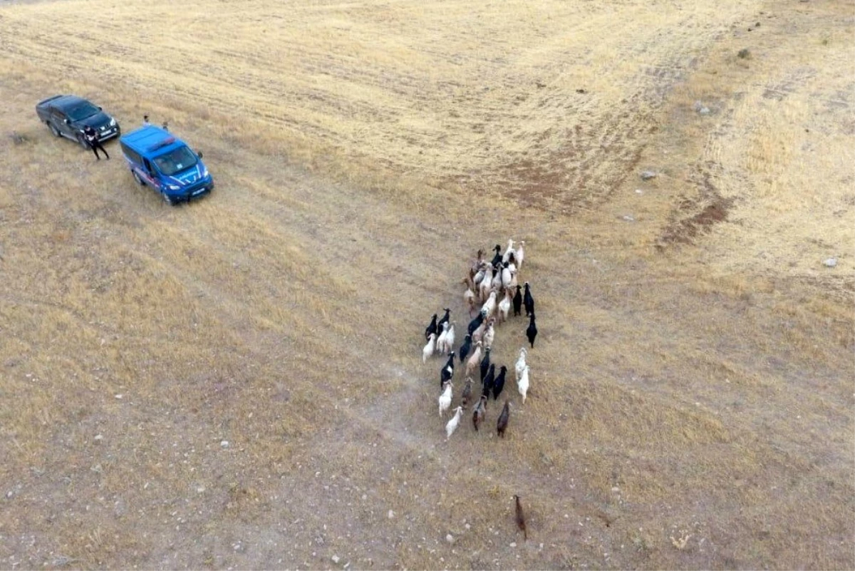 Son dakika haber... Elazığ\'da firar eden hayvanlar, 7 kilometre uzakta drone ile bulundu