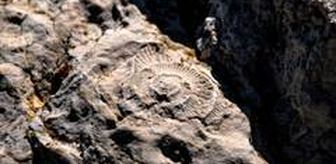 Eskişehir'de 65-200 milyon yıllık Ammonit fosilleri keşfedildi