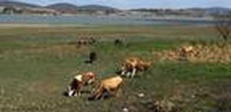 Son dakika haberi! Ladik Gölü'nde kuraklık tehlikesi