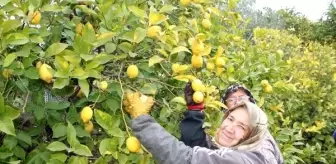 'Limon, bu yıl altın dönemini yaşayacak'